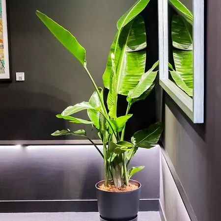 Boulevart Donostia San Sebastián